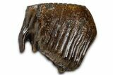Fossil Woolly Mammoth Upper M Molar - Poland #370361-1